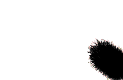 bio animation